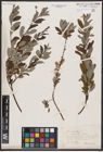 Foto von Salix aurita L. x Salix repens L.